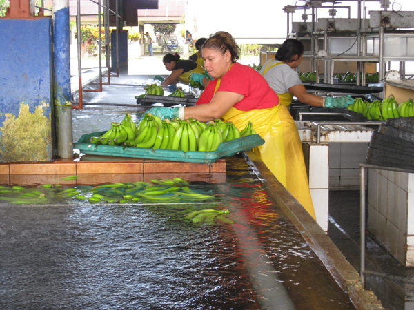 workers and bananas