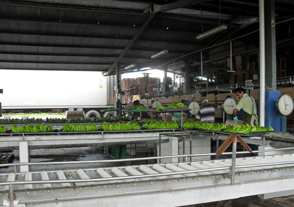 workers checking the bananas