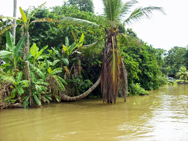 part of TheTortugero Canals 