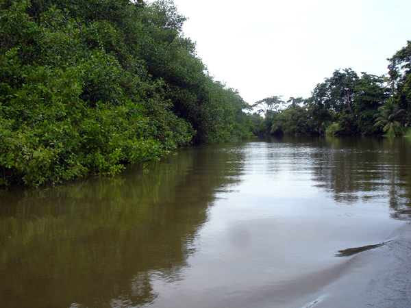 part of TheTortugero Canals 