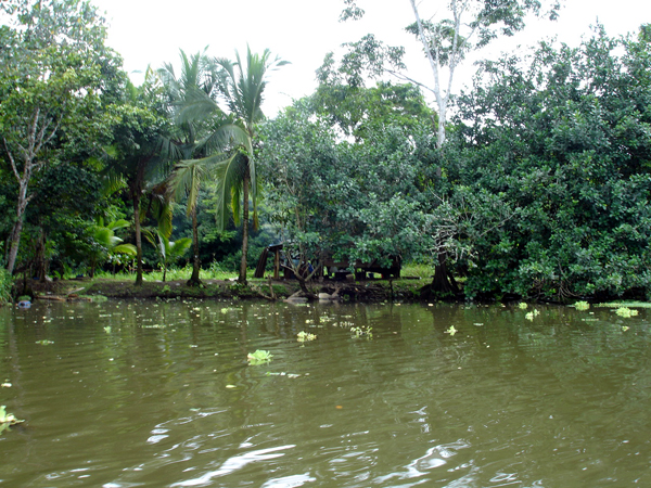 part of TheTortugero Canals 