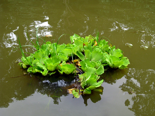 part of TheTortugero Canals 