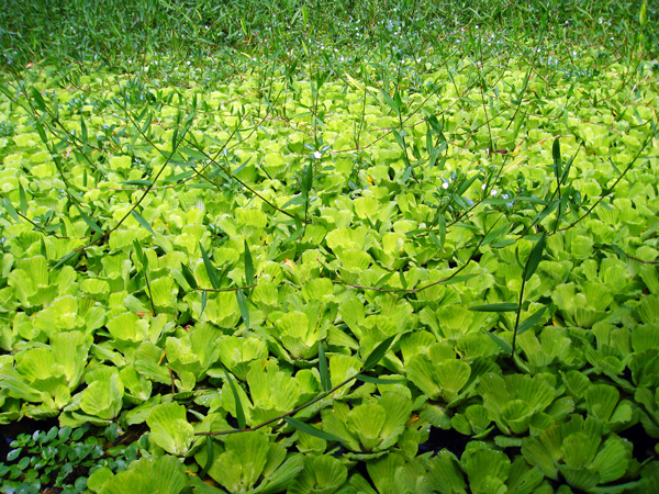 greenery in the canal