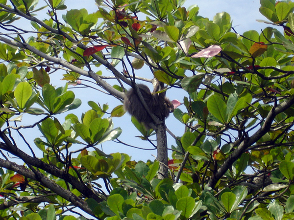 A sloth sleeping in a tree