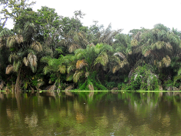 part of TheTortugero Canals 