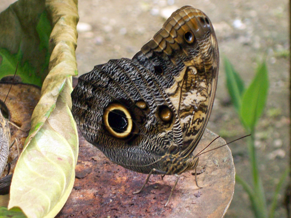 butterfly