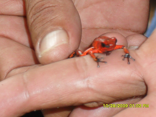 red frog