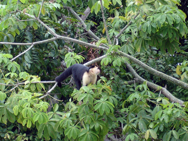 monkey in a tree