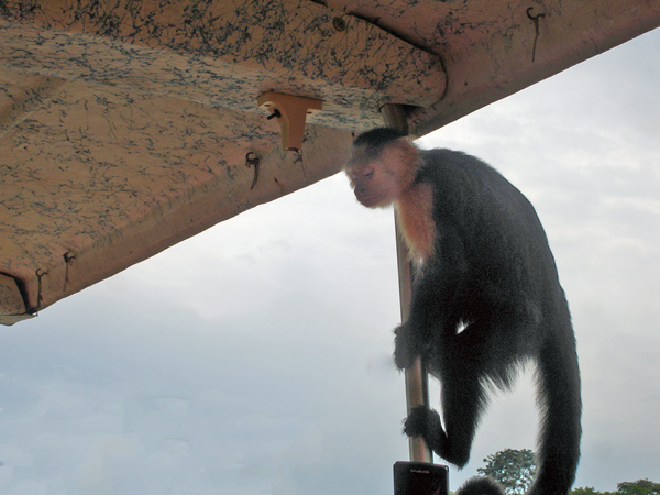 monkey on the boat