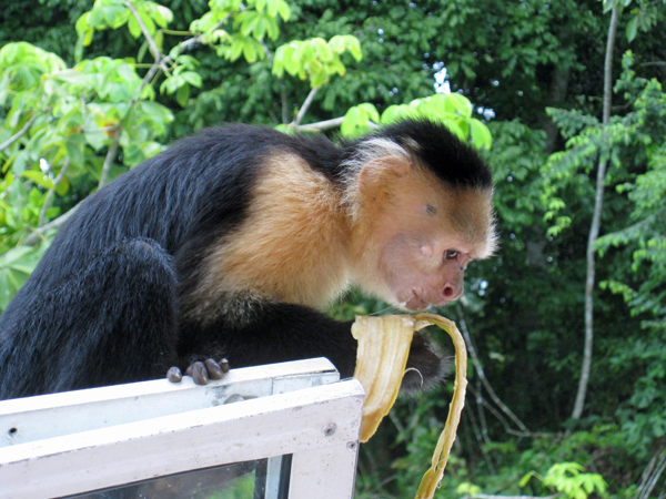 monkey on the boat