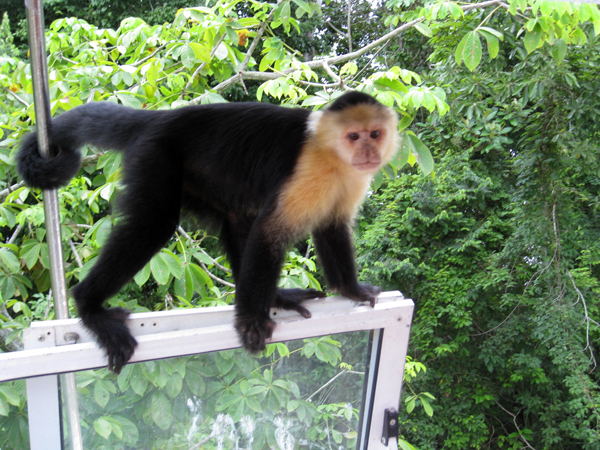 monkey on the boat