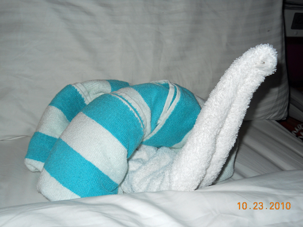 towel snail