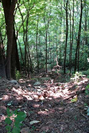 view on the trail