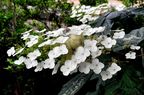 Flowers at Glencairn Garden