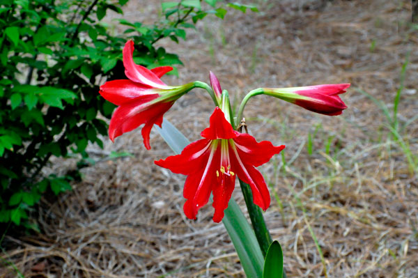 Flowers at Glencairn Garden