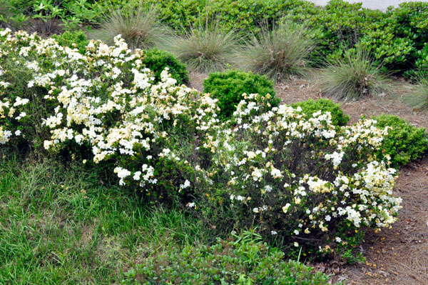 Flowers at Glencairn Garden