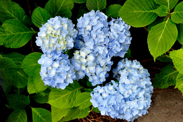 Flowers at Glencairn Garden