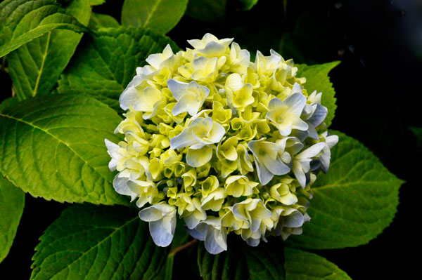 Flower at Glencairn Garden