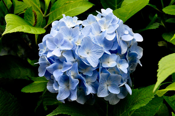 Flower at Glencairn Garden