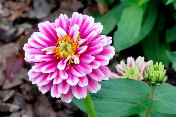 Flower at Glencairn Garden