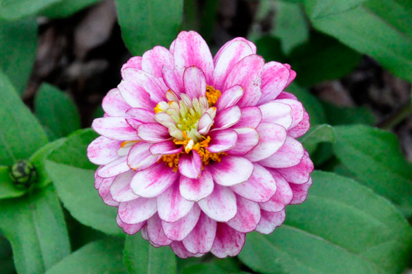 Flower at Glencairn Garden