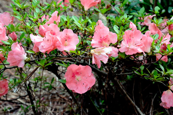 Flowers at Glencairn Garden