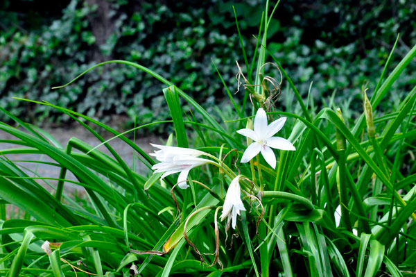 Flowers at Glencairn Garden