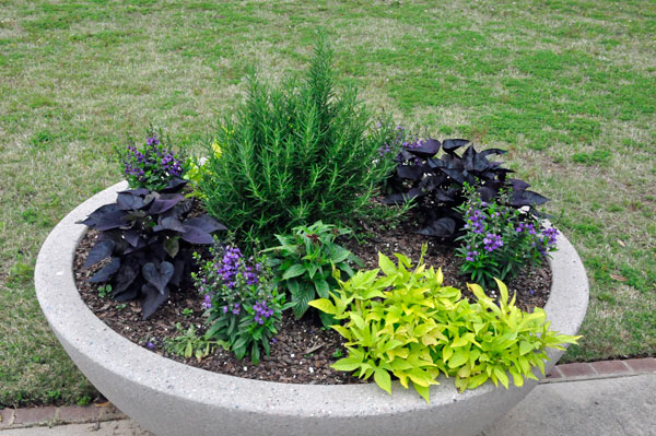 Flowers at Glencairn Garden