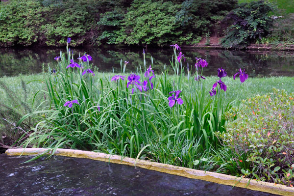 Flowers at Glencairn Garden