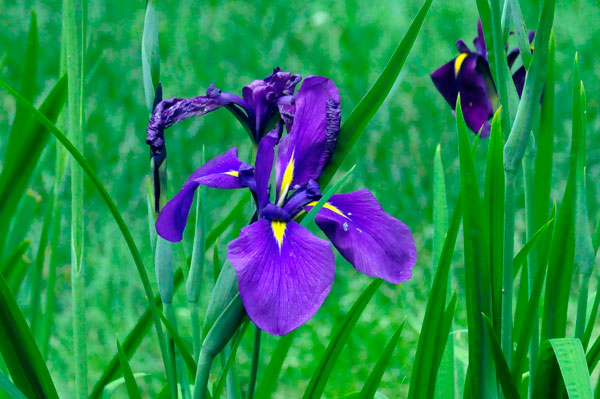 Flower at Glencairn Garden