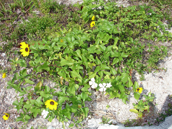 Peanut Island flowers