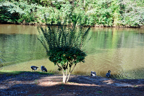 a unique shaped tree