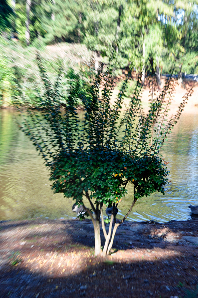 a unique shaped tree