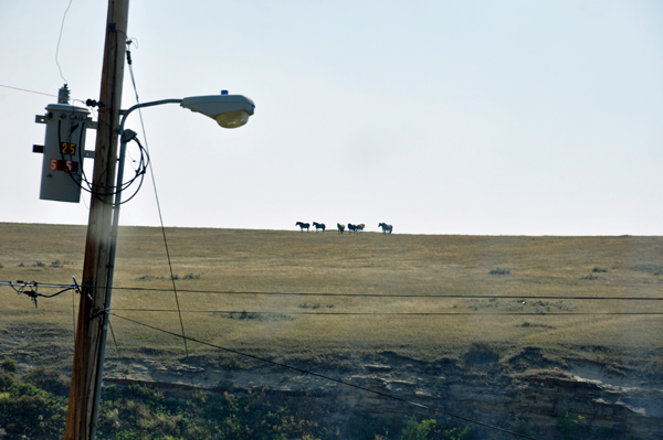 horses on the hill