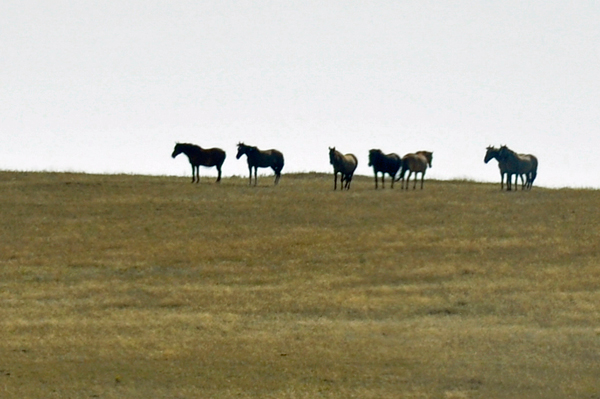 horses on the hill