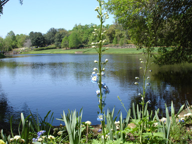 flower and Mirror Lake