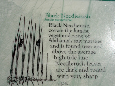 black needlerush sign