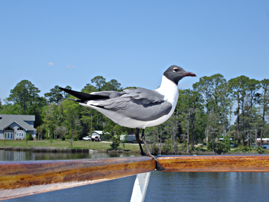 a seagull