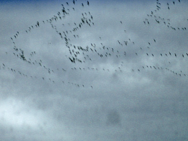 a flock of birds in the sky