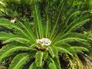 a big fern