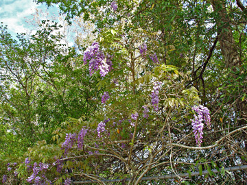 lilac tree