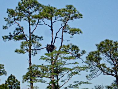 osprey nest