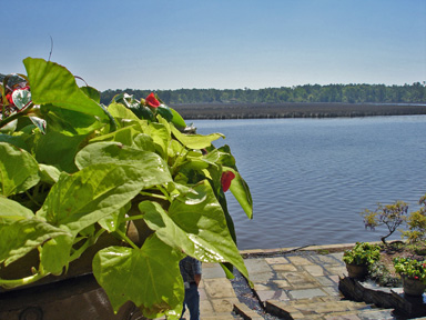 a plant and the water