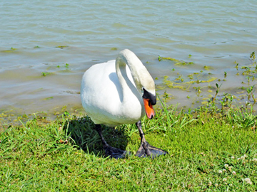 This swan is named "Snowflake"