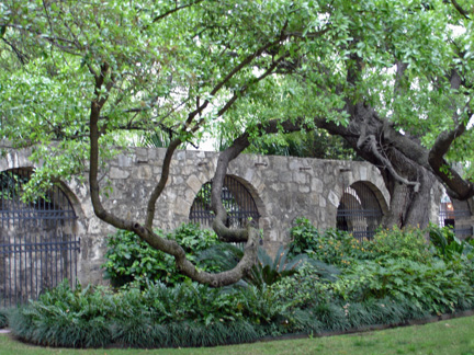 Alamo wall and tree