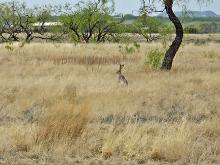 a long-eared jackrabbit
