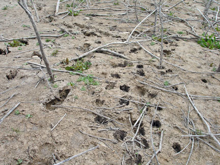 animal footprints in the dried up reservoir