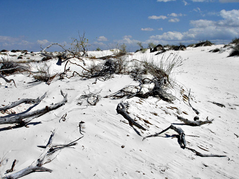 driftwood in the sand