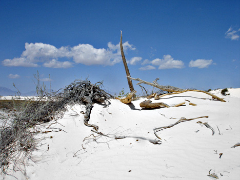 wood pieces in the dunes