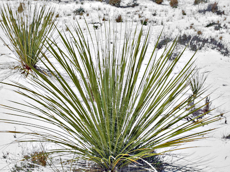 close-up of the plant